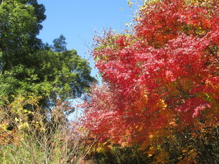 日本の秋を彩る、美しい紅葉