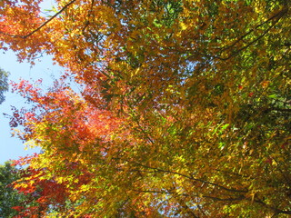 日本の秋を彩る、美しい紅葉