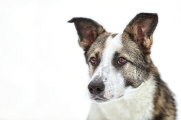 The dog walks in the winter in nature with its owner. They train and play. 