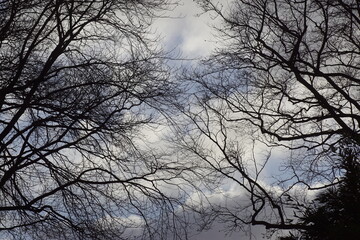 Fototapeta na wymiar Dark clouds, sky, silhouette trees in the winter in the Netherlands. Stormy, January