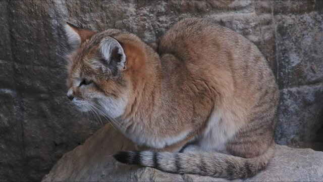 Sand cat lying on rock, Felis margarita