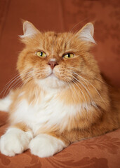 Beautiful ginger long hair cat lying on orange color sofa.