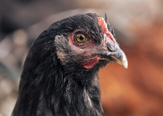 Portrait of a chicken on the farm.