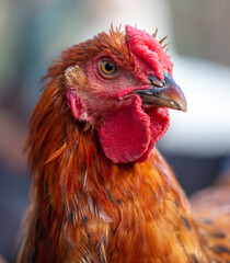 Portrait of a ginger rooster