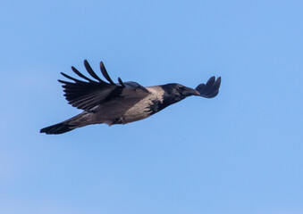 Raven in flight against the blue sky.