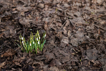 The first snowdrops, the awakening of nature