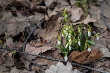The first snowdrops, the awakening of nature