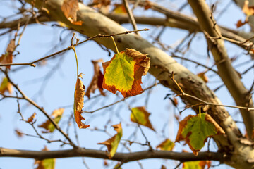 Close-up of autumn leaves on plane tree in front of blue sky