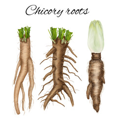 Hand drawn chicory roots, medicinal chicory, medicinal herbs, root drink, coffee substitute. Plant root isolated on white background. Healing field plant.