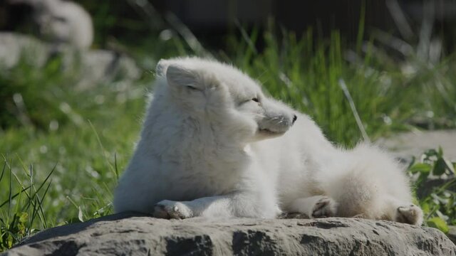 The Arctic fox wakes up and looks around. Funny videos with animals