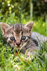 Obraz premium tabby cat in the grass