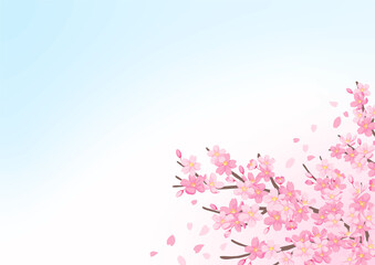 桜の花のイララスト　背景素材　カードデザイン　青空の背景
