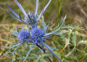 Beautiful Italian eryngo or amethyst sea holly plant on the meadow, lat Eryngium amethystinum, in...