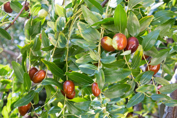 Mediterranean jujube tree with ripe fruits, ready for harvest, Ziziphus jujuba, called chinese date or red date, from Dalmatia, Croatia