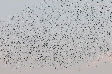 Grupo de estorninos comunes (sturnus vulgaris) volando al atardecer