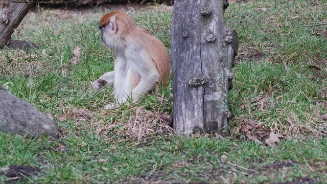 Patas Monkey (Erythrocebus patas)