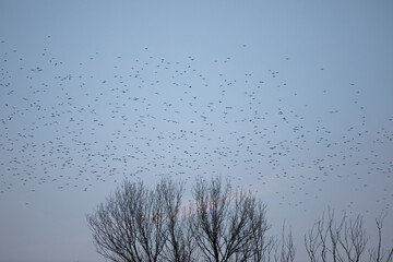 Grupo de estorninos comunes (sturnus vulgaris) volando al atardecer