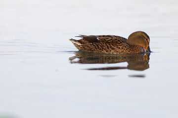 Hembra de ánade real (anas platyrhynchos) nadando reflejada en un lago al atardecer