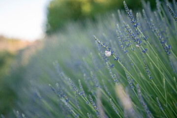 Bunch of lavender. White snail on violet flower. Lavender field in morning. © Branimir
