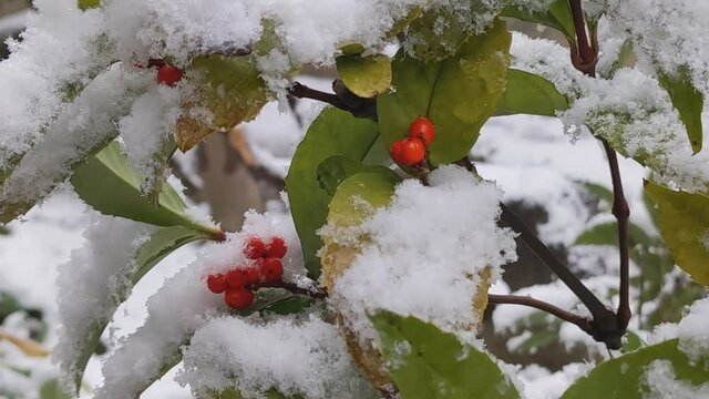 Snow falling on Herba sarcandrae (Tokyo, Japan)