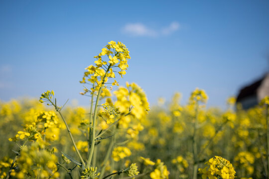 Close up photography of rapeseed. Canola field and blue sky in background.