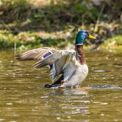 wild duck (anas platyrhynchos) male flapping his wings in water