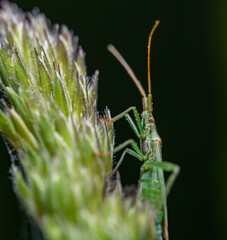 green grass bug (Stenodema laevigatum) on grass inflorescence
