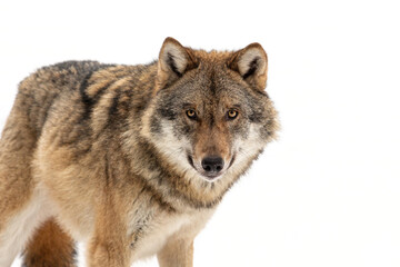 Portrait of a wolf on white background