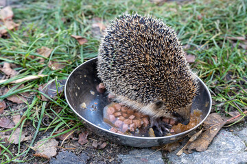 Hedgehog, Scientific name: Erinaceus Europaeus. Wild, native, European hedgehog feeding on cat food in a bowl. © gabort