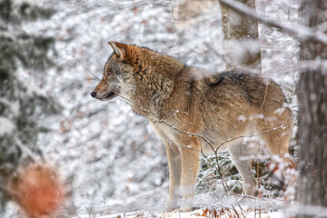 Portrait of a wolf in winter at the bavarian forest national park, Ludwigsthal