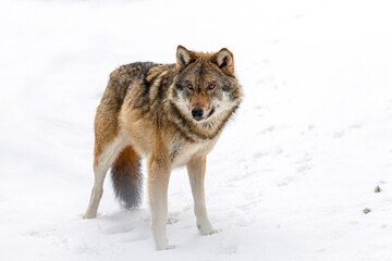Portrait of a wolf in winter at the bavarian forest national park, Ludwigsthal