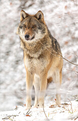 Portrait of a wolf in winter at the bavarian forest national park, Ludwigsthal