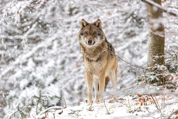 Fotobehang Portrait of an european wolf in winter at the bavarian forest national park, Ludwigsthal, canis lupus lupus © Annabell Gsödl