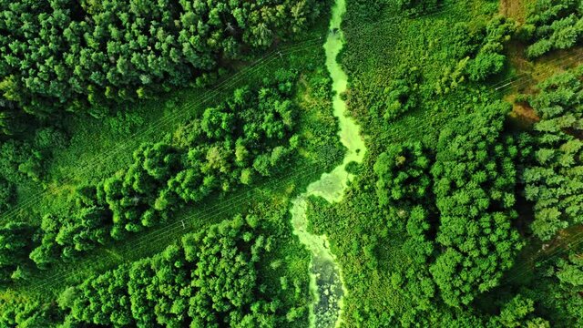 Stunning river and green algae in summer.