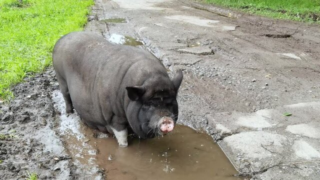 Funny black pig walkin on green grass. Animal family on farm. Nature background. Adult pet portrait. Altai mountain region. Russian Siberia. Drink from puddle. Slow video
