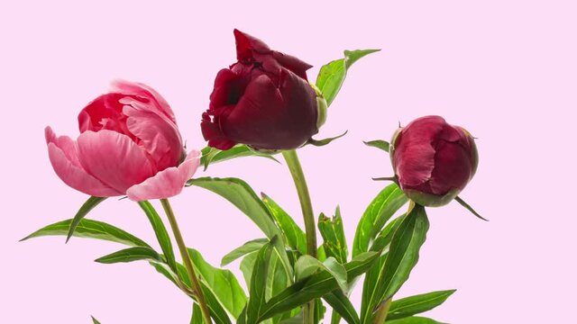 Beautiful red peones flowers background. Beautiful bouquet of Red peones on white background. Timelapse of red tulip flowers opening. Springtime. Mother's day, Holiday, Love, birthday, Easter