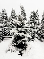 Frosty morning. Winter in the park. Snow on trees. © Anna