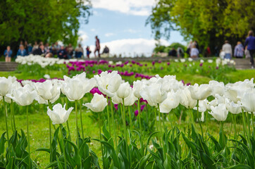 White flowers of tulips in park nature background