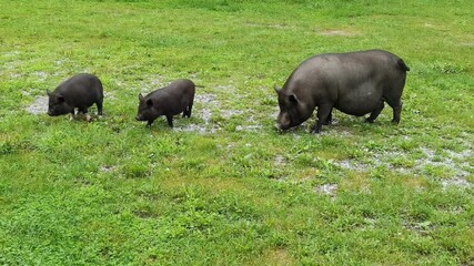 Funny black pig walkin on green grass. Animal family on farm. Nature background. Adult and kid pet portrait. Altai mountain region. Russian Siberia. Slow video