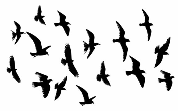 birds flying silhouette, icon, isolated, vector