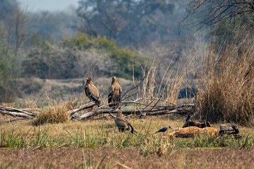 steppe eagle or Aquila nipalensis flock perched and some feeding on spotted or Axis deer or chital kill. jungle crow waiting at keoladeo national park or bharatpur bird sanctuary rajasthan india