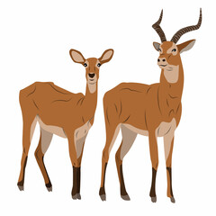 Pair of Antelope Cob. A male with large horns and a female African antelope. Mammals of Central Africa. Realistic vector animals