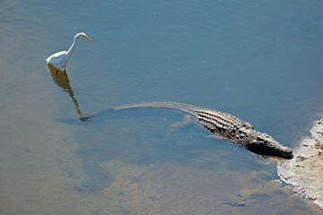 An egret walks dangerously close to a crocodile 