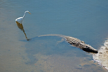 An egret walks dangerously close to a crocodile 