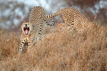 A cheetah lazily yawns after a nap in Kruger National Park, South Africa