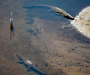 An egret walks dangerously close to a crocodile 