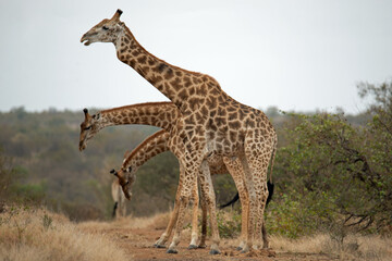 Giraffe apparently has three necks