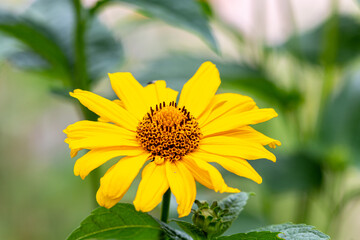 Blooming yellow arnica in a garden