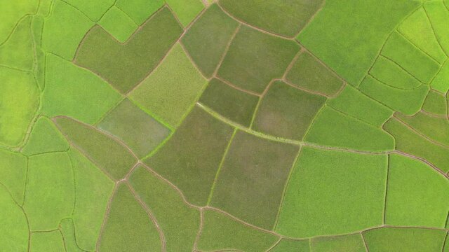 The beauty of nature from the pattern of terraced rice fields at the end of the rainy season before harvest time