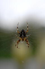 Common Garden Spider England UK